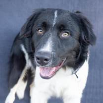 Thumbnail photo of BODIE #3