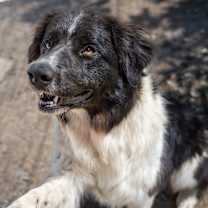 Thumbnail photo of BODIE #4