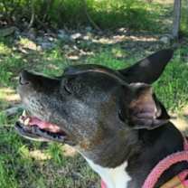 Thumbnail photo of Layla #2