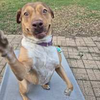 Thumbnail photo of PAWMELA ANDERSON #2