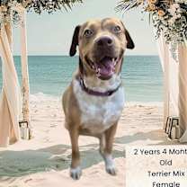 Thumbnail photo of PAWMELA ANDERSON #3