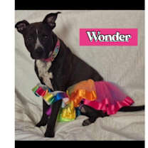 Thumbnail photo of WONDER #1