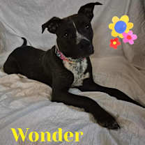 Thumbnail photo of WONDER #3
