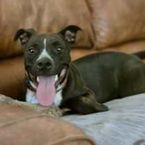 Thumbnail photo of WONDER #4