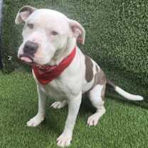 Thumbnail photo of MAYA A DOGGIE WITH A HEART OF GOLD #2