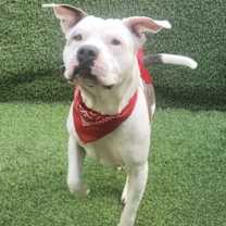 Thumbnail photo of MAYA A DOGGIE WITH A HEART OF GOLD #1