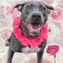 Thumbnail photo of Laney #2