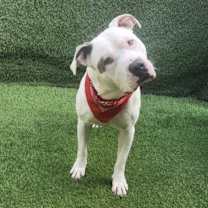 Thumbnail photo of MAYA A DOGGIE WITH A HEART OF GOLD #3