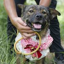 adopt a pet