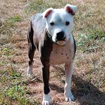 Thumbnail photo of Sparky #1