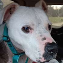 Thumbnail photo of Sparky #2