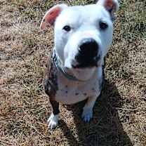 Thumbnail photo of Sparky #3