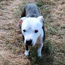 Thumbnail photo of Sparky #4