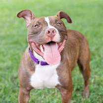 Thumbnail photo of Orangelo #2