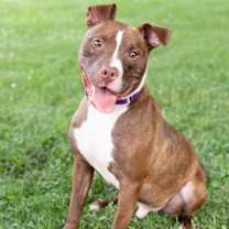 Thumbnail photo of Orangelo #3