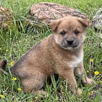Thumbnail photo of Bear #1