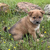 Thumbnail photo of Bear #2