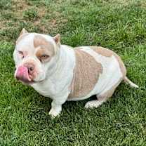 Thumbnail photo of Bujie #2