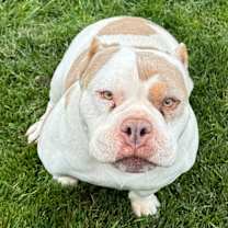 Thumbnail photo of Bujie #3