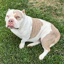 Thumbnail photo of Bujie #4