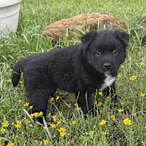 Thumbnail photo of Bear #1