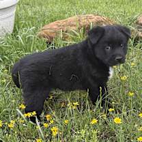 Thumbnail photo of Bear #2