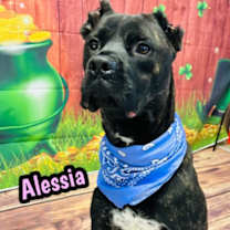 Thumbnail photo of Alessia #2