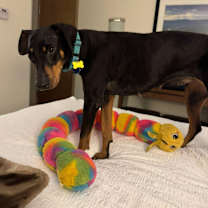 Thumbnail photo of Carmilla #2