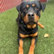 Thumbnail photo of Ophelia #4