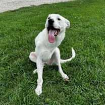 Thumbnail photo of Lucas #4