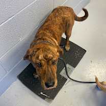 Thumbnail photo of Ranger #1