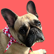 adopt-pet