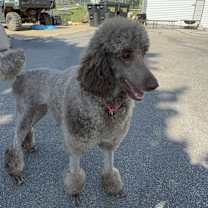 Thumbnail photo of Holly #1