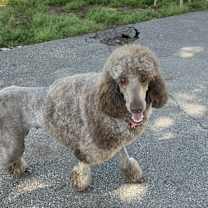 Thumbnail photo of Holly #3