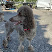 Thumbnail photo of Holly #4