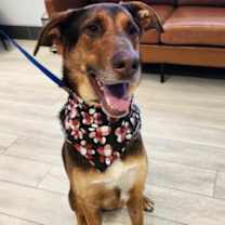 Thumbnail photo of Moose #1