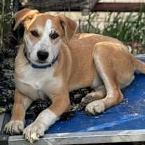 Thumbnail photo of Sammy #3