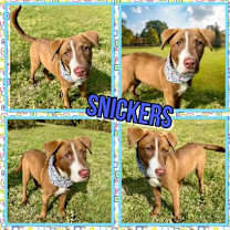 Thumbnail photo of Snickers #1