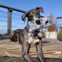 Thumbnail photo of Scooby #4