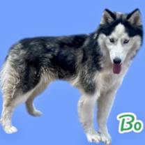 adopt-pet