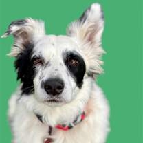 adopt-pet