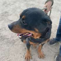 Thumbnail photo of MORGAN #2