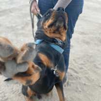 Thumbnail photo of MORGAN #3