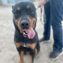 Thumbnail photo of MORGAN #2