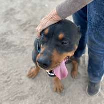 Thumbnail photo of MORGAN #4