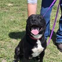 Thumbnail photo of Roscoe #1