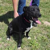 Thumbnail photo of Roscoe #2