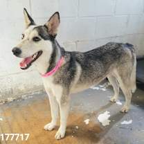 Thumbnail photo of Willow #1