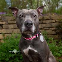 Thumbnail photo of Misty Blue #4