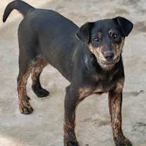 Thumbnail photo of Milk Choco #1